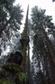 Totem