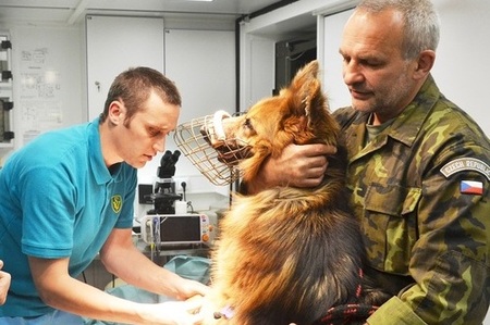 Výběrovým sítem procházejí i vojenští služební psi