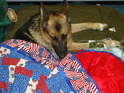 Like any other wounded American soldier, Athos gets "Hero Blanket"
