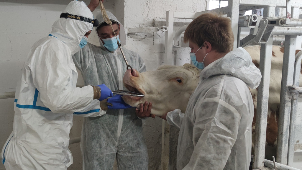 Nákaza 2021: Armádní a státní veterináři umí společně čelit africkému moru nebo ptačí chřipce 