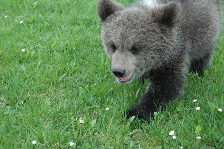 Na Boleticích cvičili chlupatí speciálové