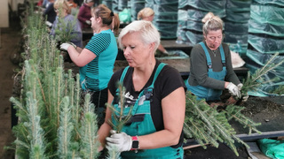 Ilustrační obrázek ke článkuVLS spustily podzimní zalesnění, i díky přírodě blízkému hospodaření budou potřebovat méně sazenic