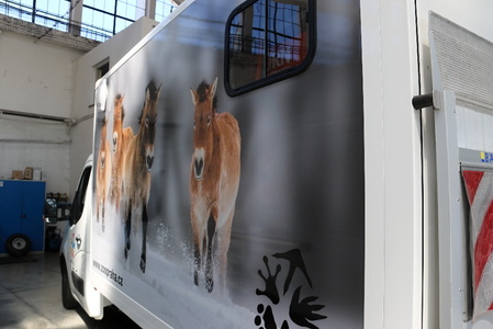 Čtyři klisny koně Převalského odletěly do Mongolska. Přistály v 6 hodin ráno