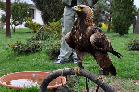Gábina je doma! Gripeny a alky mají zpět svoji ochránkyni