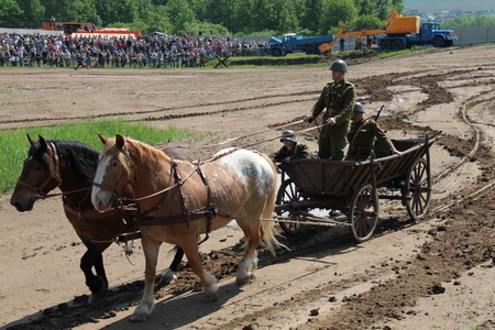 Zvířata ve službách armády - pomocníci vojáků, váleční hrdinové i veteráni
