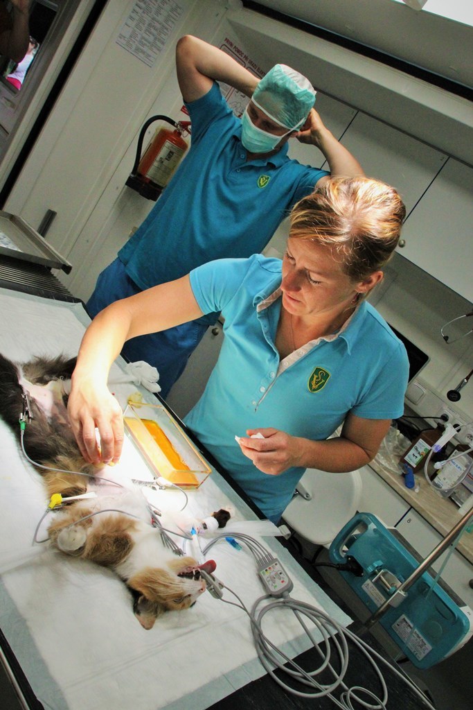 I kočky se mohou octnout na operačním stole vojenských veterinářů