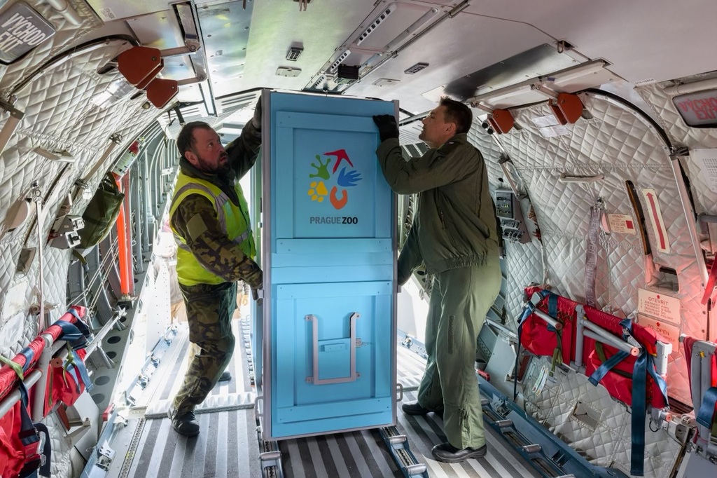 Osm koní Převalského na palubách armádních letounů CASA C-295: Přípravy na letecký transport do Kazachstánu vrcholí