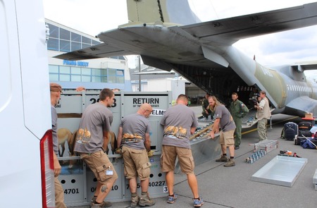 Další čtyři klisny koně Převalského přepravil armádní letoun CASA do Mongolska