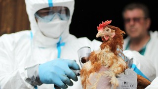 Ilustrační obrázek ke článkuArmádní a civilní veterináři trénovali zásah při výskytu nebezpečné nákazy, asistovali jim i chemici