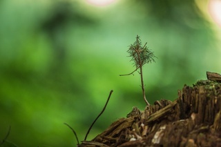 Ilustrační obrázek ke článkuKůrovcová kalamita u Vojenských lesů loni skončila, podnik srazil kalamitní základ v lesích na 4 procenta
