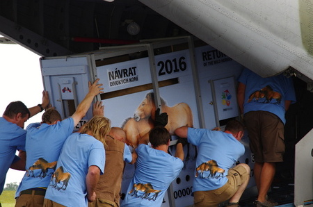 Čtyři mladé klisny koně Převalského odletěly do Mongolska