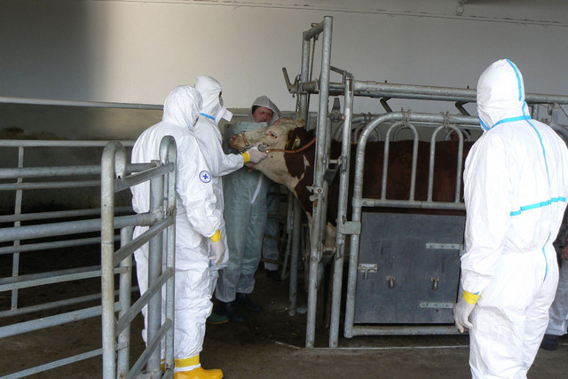 Odběr vzorků skotu na slintavku a kulhavku