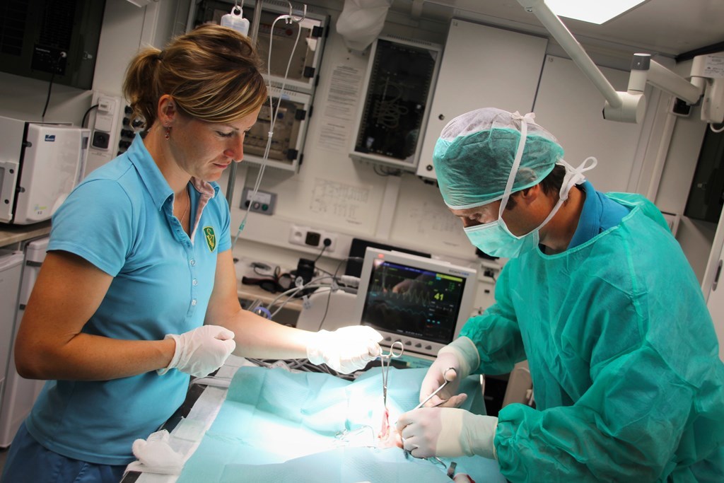 Operace v mobilním veterinárním pracovišti