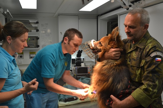 Služební pes v péči vojenského veterináře