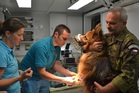 Služební pes v péči vojenského veterináře