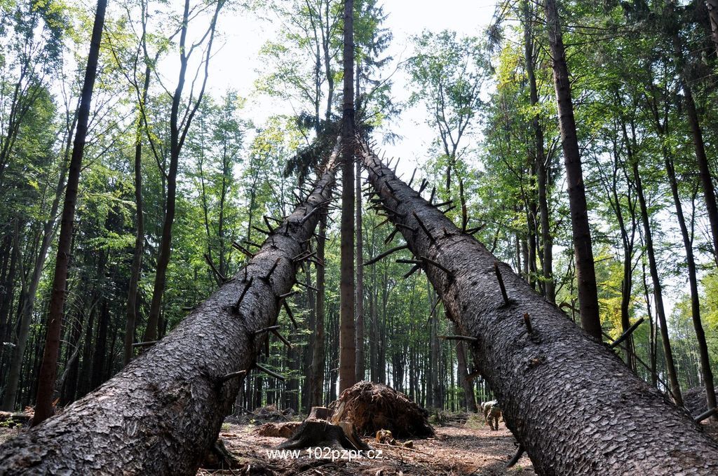 Armáda se zapojí do obnovy lesů po kalamitě