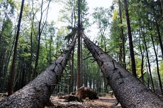 Armáda se zapojí do obnovy lesů po kalamitě