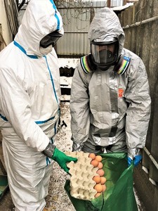 V ohnisku nákazy bylo nutné zlikvidovat i tisíce vajec