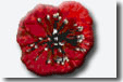 Poppy - the symbol of the Veterans Day